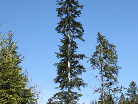 Silver Fir