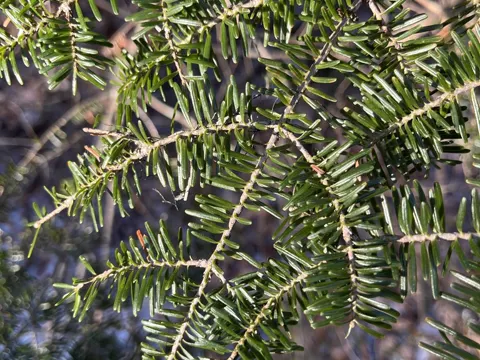 Balsam Fir