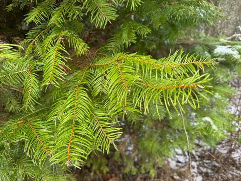 Giant Fir