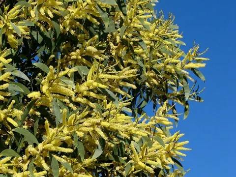 Acacia concurrens