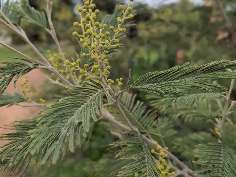 Silver Wattle