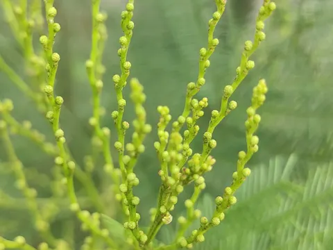 Green Wattle