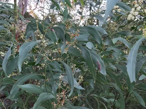 Acacia falcata