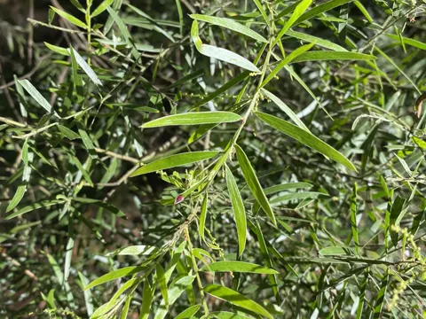 Acacia fimbriata