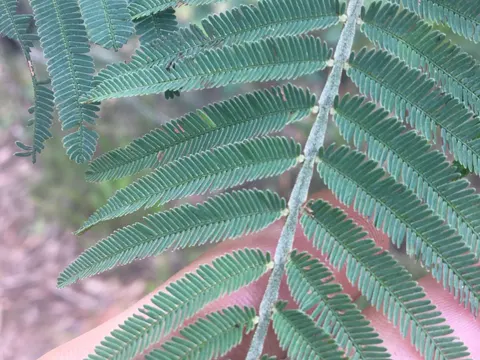 Acacia irrorata