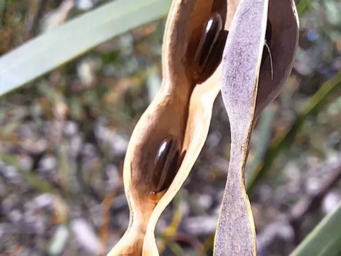 Weidenblatt-Akazie (Acacia saligna)