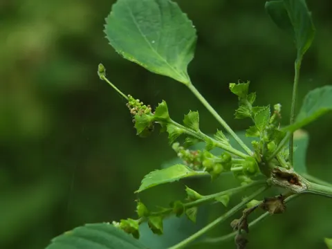Indische Acalypha