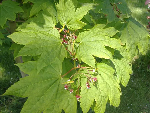 Vine Maple