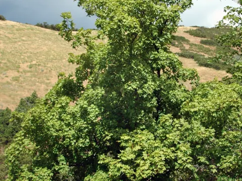 Großzähniger Ahorn (Acer grandidentatum)
