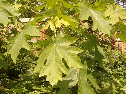 Oregon Maple