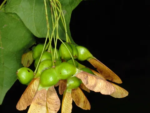Schwarz-Ahorn (Acer nigrum)
