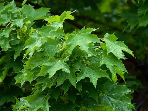 Norway Maple