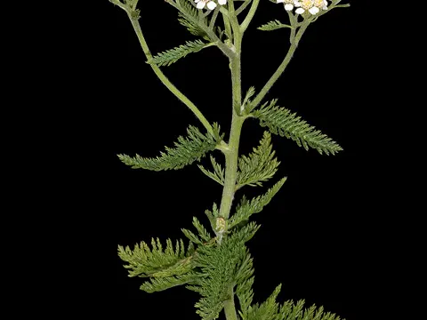 Yarrow