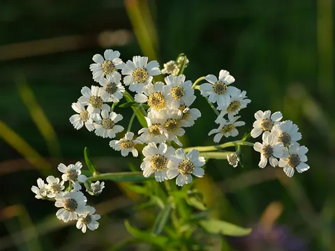 Sumpf-Schafgarbe (Achillea ptarmica)