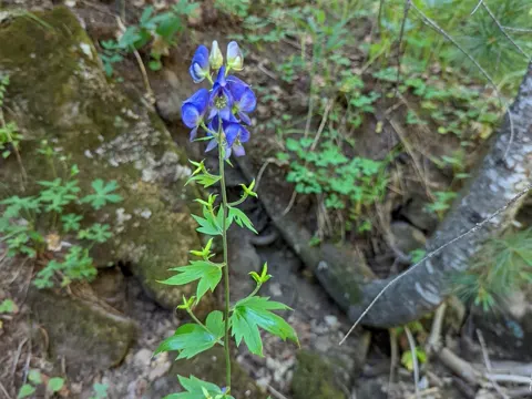 Blauer Eisenhut (Aconitum columbianum)