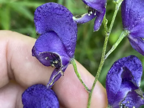 Blauer Eisenhut (Aconitum napellus)