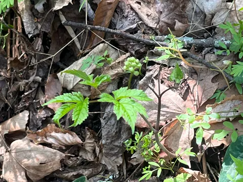 White Baneberry