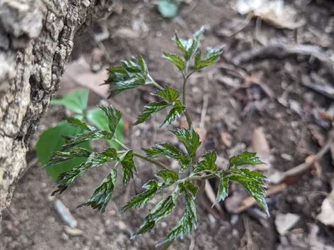 Black Cohosh
