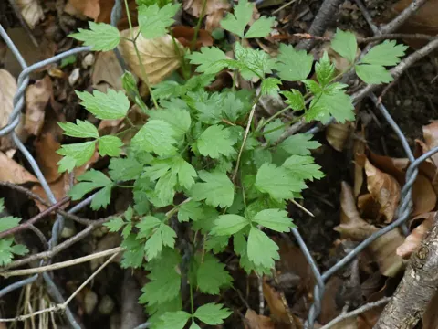 Christophskraut (Actaea spicata)