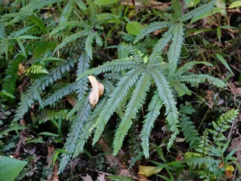 Adiantum hispidulum