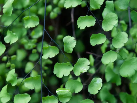 Adiantum jordanii