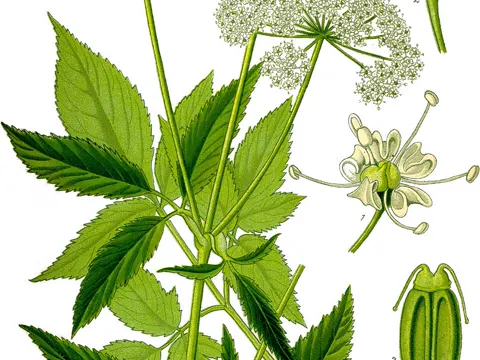 Ground Elder