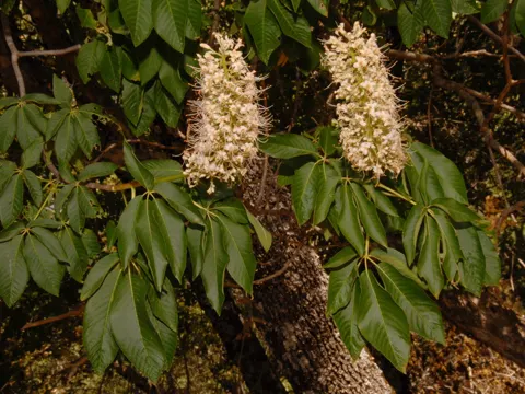 Kalifornische Rosskastanie
