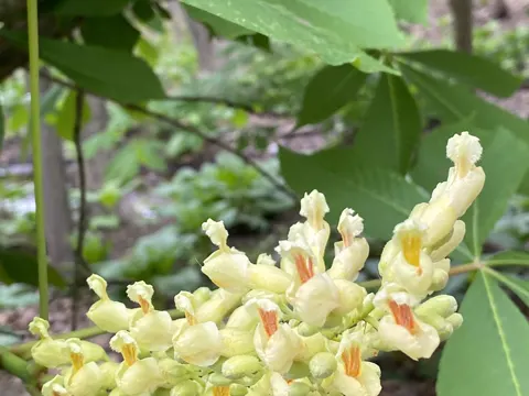 Yellow Buckeye (Aesculus flava)