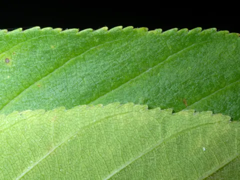 Aesculus glabra (Aesculus glabra)