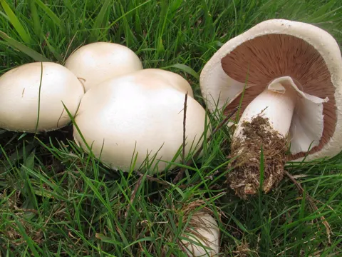 Weißer Anis-Champignon (Agaricus arvensis)