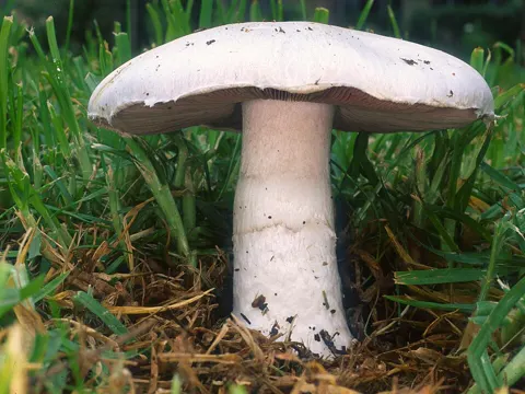 Field Mushroom