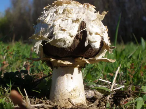 Wüsten-Egerling (Agaricus deserticola)