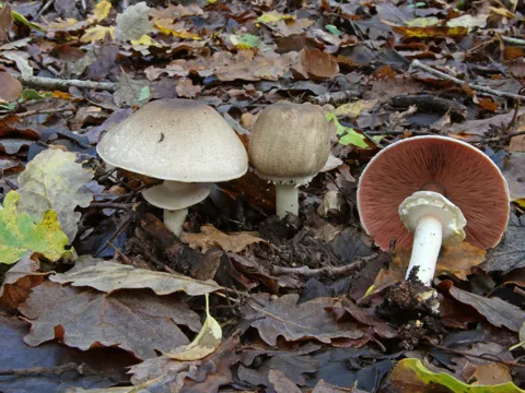 Perlhuhn-Egerling (Agaricus moelleri)