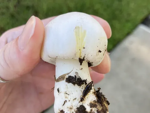 Yellow-staining Mushroom (Agaricus xanthodermus)