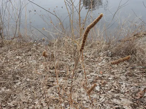 Agastache scrophulariifolia