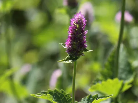 Brennnessel-Agastache (Agastache urticifolia)