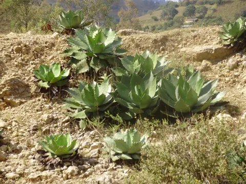 Kupfer-Agave