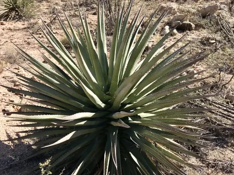 Palmers Agave