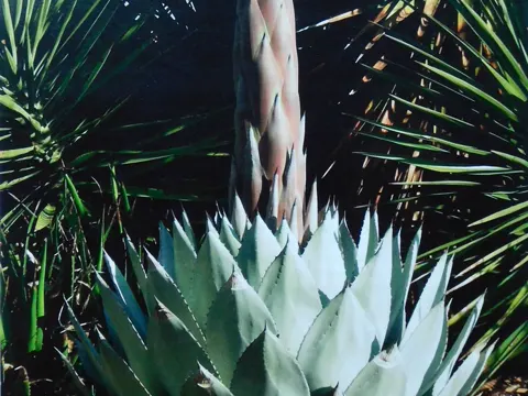 Parry-Agave