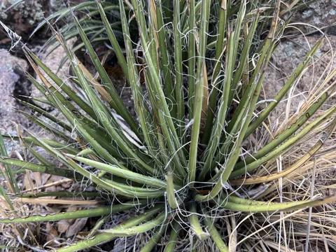Schott Agave