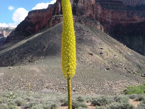 Utah Agave