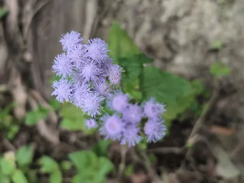 Gewöhnlicher Leberbalsam (Ageratum houstonianum)