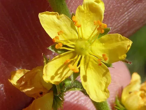 Großer Odermennig (Agrimonia procera)