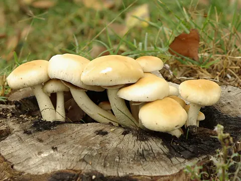 Inklings-Häubling (Agrocybe cylindracea)