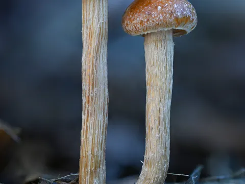 Halbkugeliger Ackerling (Agrocybe pediades)