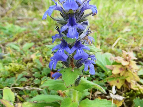 Genfer Günsel (Ajuga genevensis)