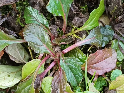 Bugle