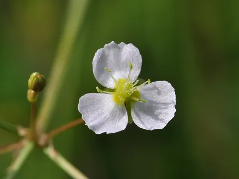 Gewöhnlicher Froschlöffel (Alisma plantago-aquatica)
