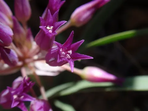 Sickle-leaf Onion