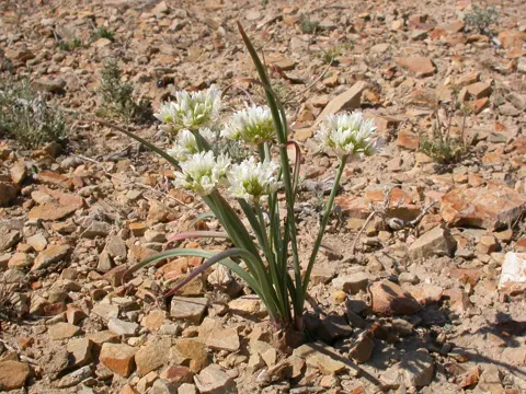Prärie-Lauch (Allium textile)
